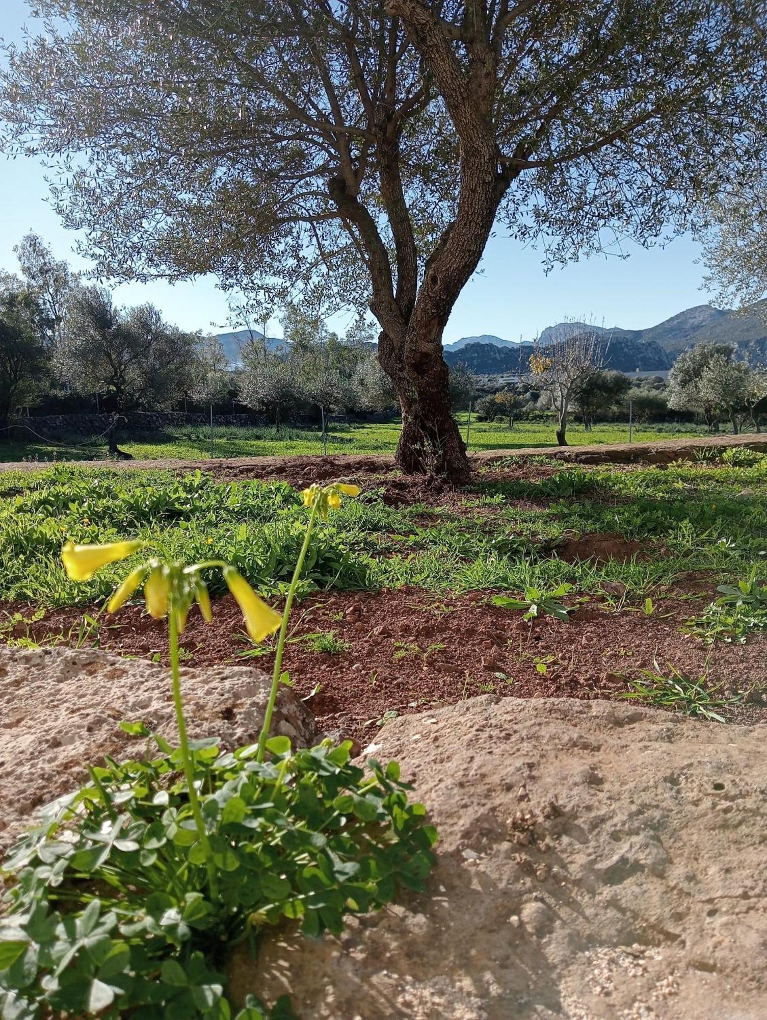 Agriturismo Sa Murta دورغالي المظهر الخارجي الصورة
